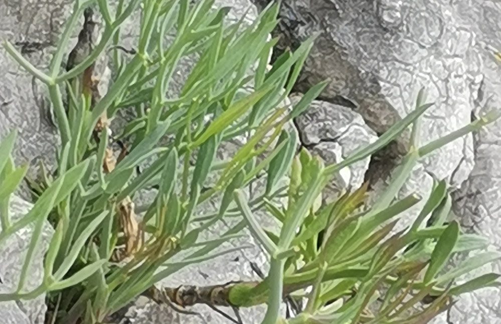 Probajte motar - mediteransko slan i aromatičan 1 Probajte motar - mediteransko slan i aromatičan