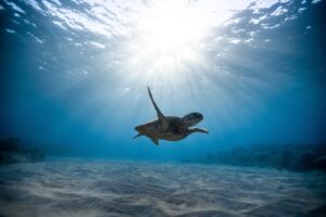 Mikroplastika u oceanskim dubinama - globalna prijetnja ekosustavima