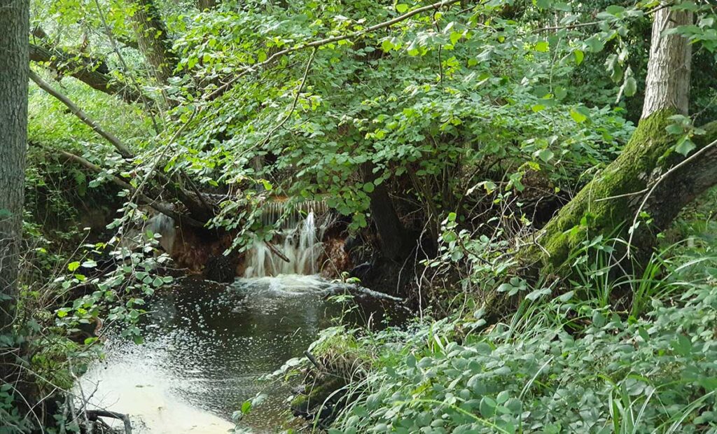 Voda – izvor života, zdravlja i imuniteta