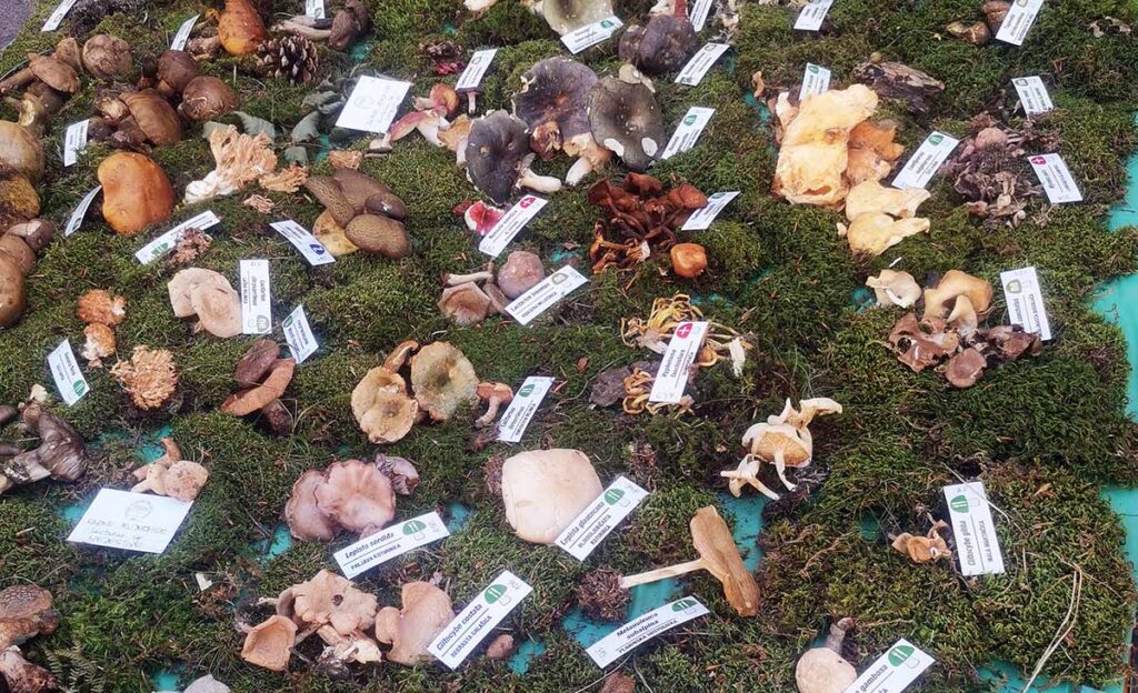 Udruga gljivara Ožujka iz Rijeke - čuvari prirode i ljubitelji gljiva