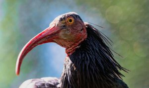 Sveti ibis kao simbol mudrosti i intelekta