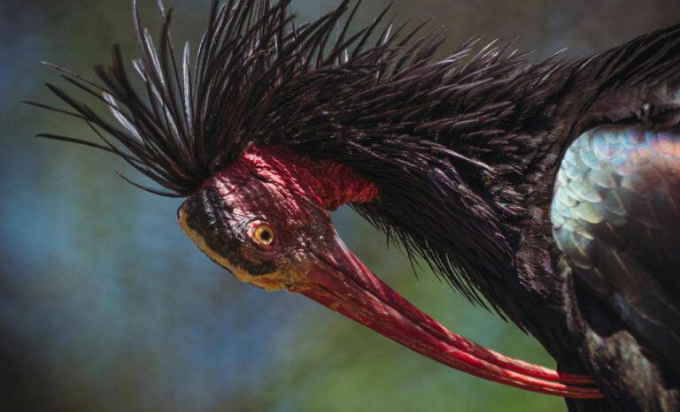 Ibis u HR – povremena pojava koja doprinosi bogatstvu domaće faune