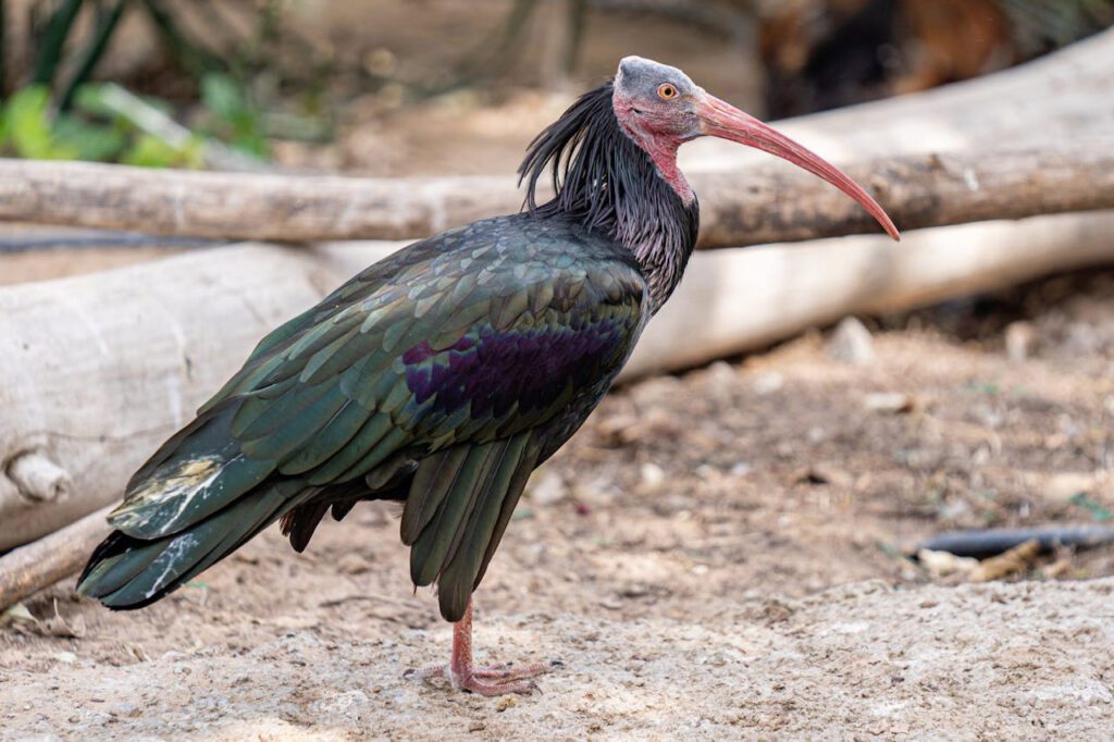 Ibis u HR - povremena pojava koja doprinosi bogatstvu domaće faune