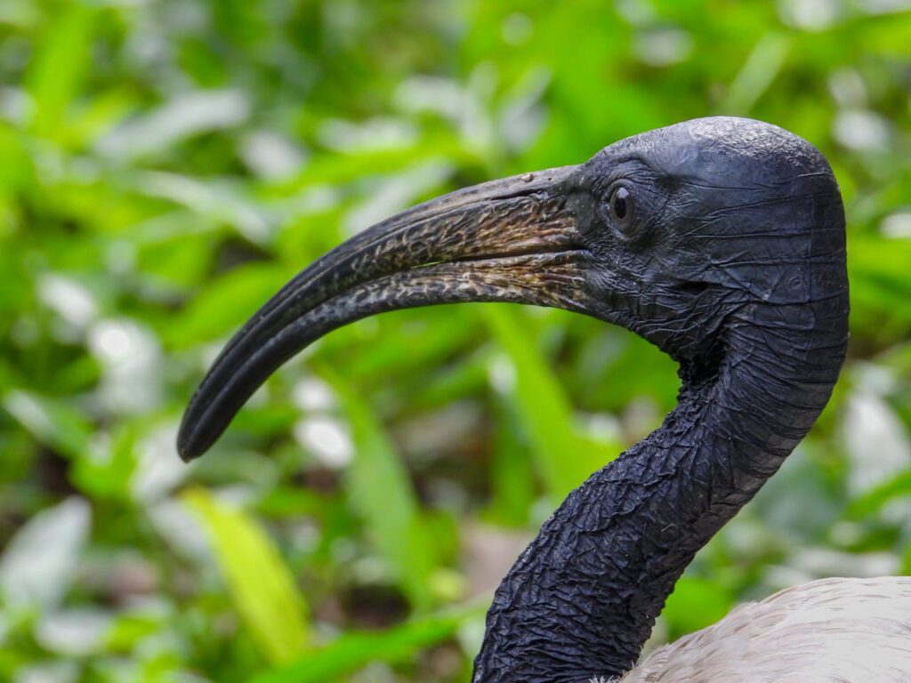 Ibis u HR - povremena pojava koja doprinosi bogatstvu domaće faune