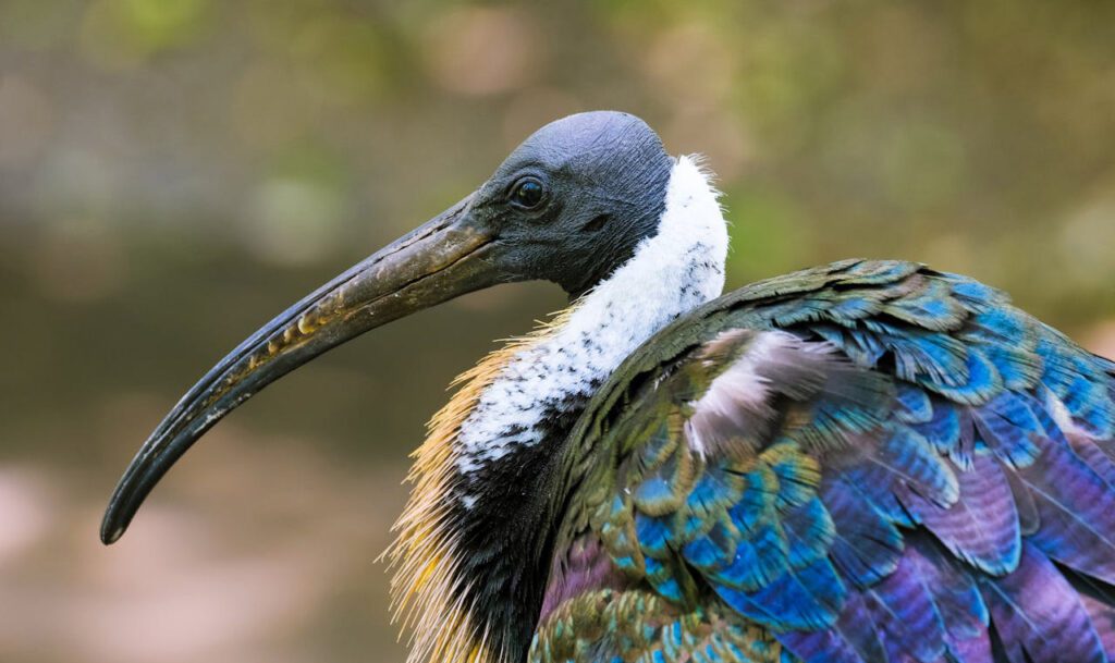 Ibis u HR - povremena pojava koja doprinosi bogatstvu domaće faune