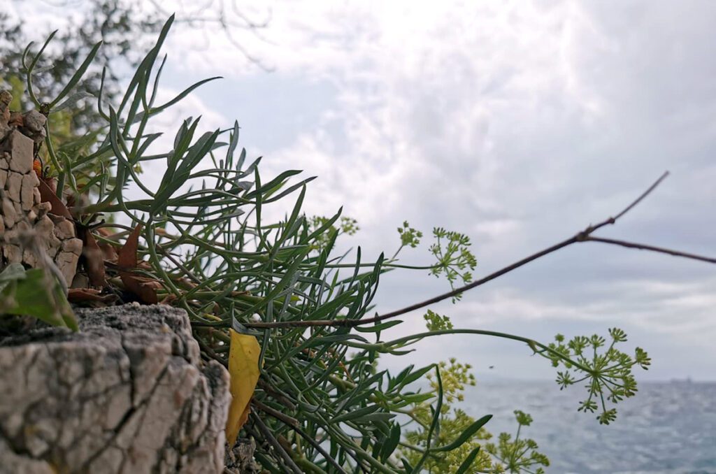 Motar za savršeni umak – simbol mediteranskog užitka 7 Motar za savršeni umak – simbol mediteranskog užitka