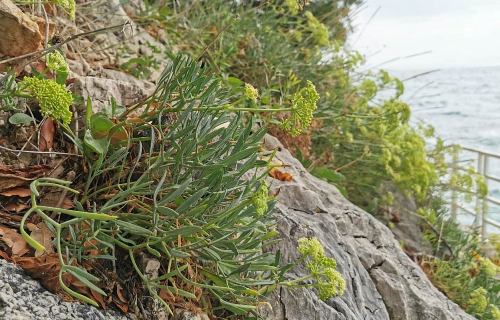 Motar za savršeni umak – simbol mediteranskog užitka 2 Motar za savršeni umak – simbol mediteranskog užitka