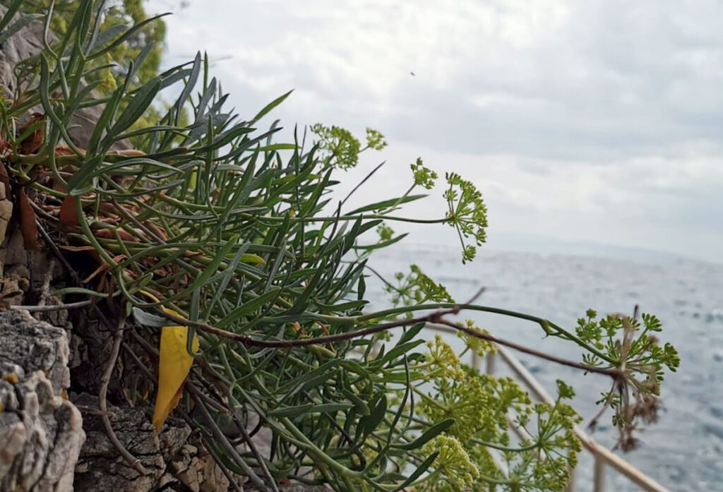 Motar za savršeni umak – simbol mediteranskog užitka 1 Motar za savršeni umak – simbol mediteranskog užitka